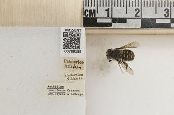 Media type: image;   Entomology 789155 Aspect: Labels